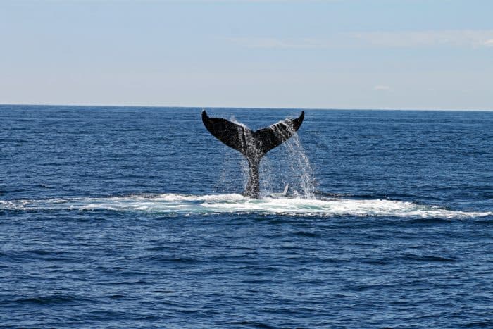 Whale tail swimming away without law firm lead generation strategies reeling it in